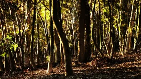 Timelapse forest sunset 스톡 동영상 11555505