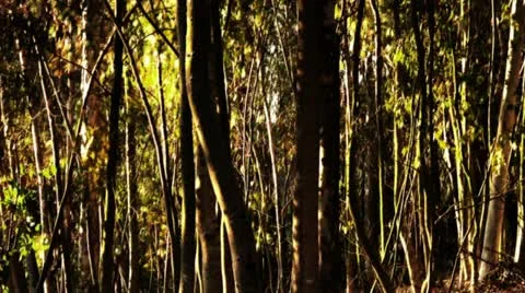 Timelapse forest sunset Stockbeeldmateriaal 11605549