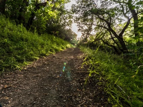 Timelapse of Forest Trail 4.6K, 1 Stock Footage 81570568