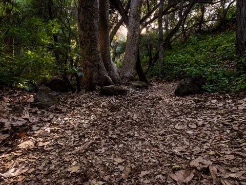 Timelapse of Forest Trail 4.6K, 2 Stock Footage 81570586