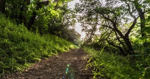 Timelapse of Forest Trail 4K, 1 Stock Footage 81560118