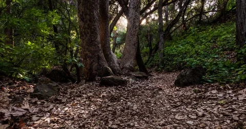 Timelapse of Forest Trail 4K, 2 Stock Footage 81563329