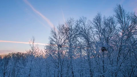 Timelapse - Forest in Winter Evening Stock Footage 105046595