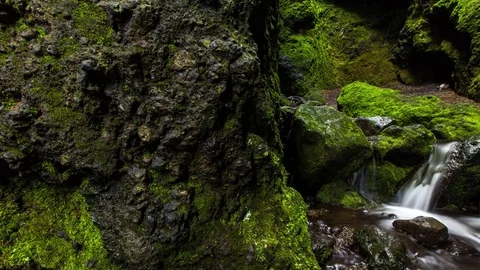 Timelapse of fresh water stream flowing through mossy canyon Stock Footage 73011815