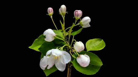 Timelapse fruit tree Apple flowers flourishing and opening on black background Stock Footage 121342560