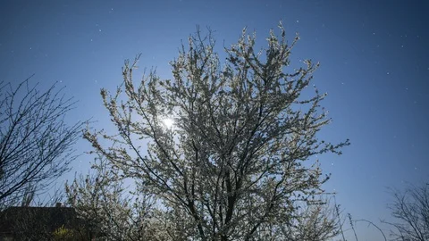 Timelapse of full moon moving over blooming tree Stock Footage 105576341