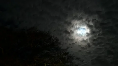 Timelapse full moon shining through oak tree branches and clouds at night Video stock 168880044