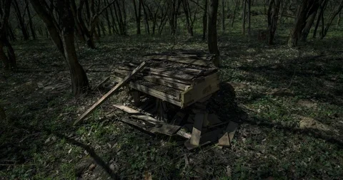 Timelapse of full moon's light moving across forest Stock Footage 105574901