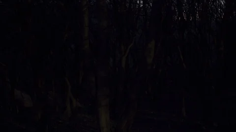 Timelapse of full moon's light moving across forest Stock Footage 105577744