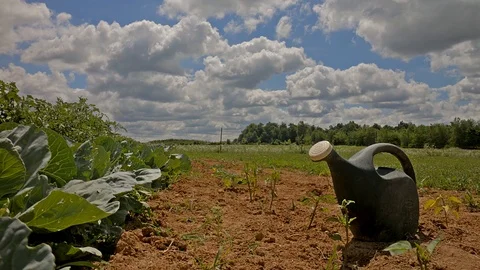 Timelapse with garden in the foreground and clouds rolling through the sky Stock Footage 91825741