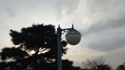 Timelapse of garden lights at sunset, black silhouette of trees Stock Footage 231761663