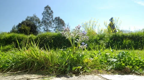 Timelapse of a garden seen from the ground with a borage, flowers and trees. Stock Footage 62428650