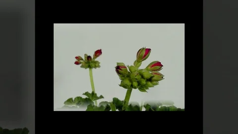 Timelapse of geranium blooming on white background. Stock Footage 89435874