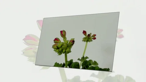 Timelapse of geranium blooming on white background. Stock Footage 89439638