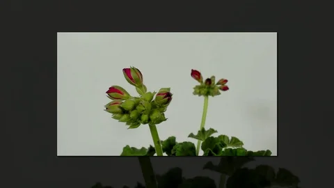 Timelapse of geranium blooming on white background. Stock Footage 89444656