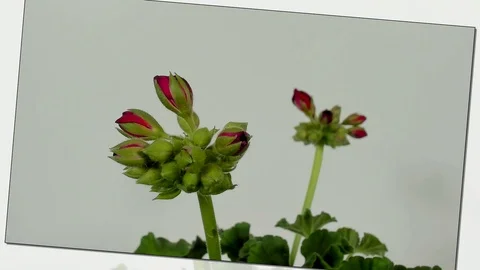 Timelapse of geranium blooming on white background. Stock Footage 89450026
