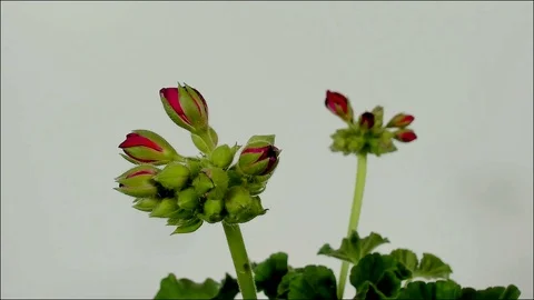 Timelapse of geranium blooming on white background. Stock Footage 89456726