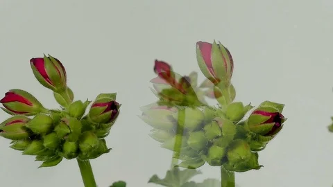 Timelapse of geranium blooming on white background. Stock Footage 89460559
