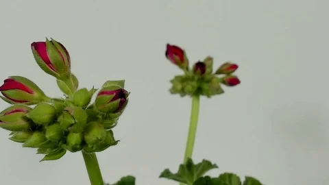 Timelapse of geranium blooming on white background. Stock Footage 89470471