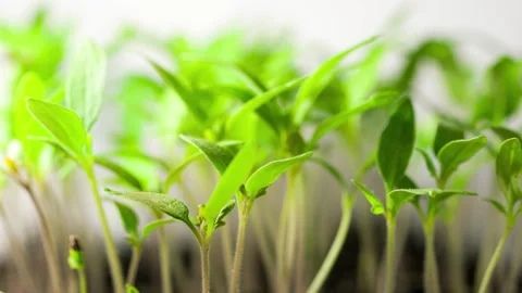 TimeLapse of germinating Stock Footage 270835307