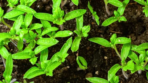 TimeLapse of germinating plants Stock Footage 270835406