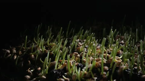 Timelapse of germinating sprouts from wheat grains on a dark background. Stock Footage 166040312