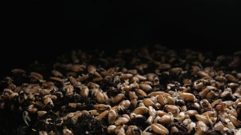 Timelapse of germinating wheat grains on a dark background. Vidéo 166114449