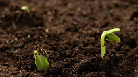 Timelapse of germination of cucumber seedlings. Stock Footage 130677992