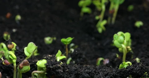 Timelapse of the germination of a plant from the ground. Stock Footage 208913954