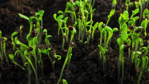 Timelapse of germination of rumex grain from the ground. Stock Footage 259381399