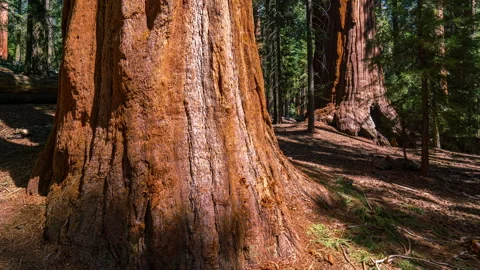 Timelapse of Giant Sequoia in Sequoia National Park in California, USA Stock Footage 346108779