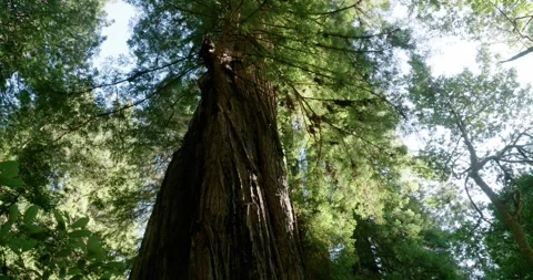 Timelapse Giant Tree - Redwoods Stock Footage 256044455