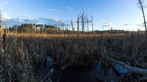 Timelapse of Gloucester, MA with Swamp with Clouds and Stars, Day to Night Stock Footage 68859515