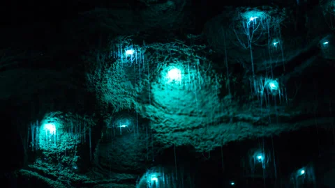 Timelapse of glow worms close up in New Zealand Stock Footage 144082523