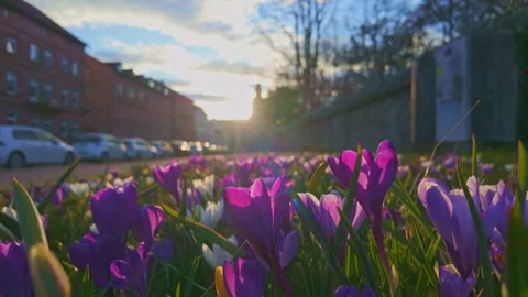 Timelapse of Glowing Flowers Vidéo 313487217