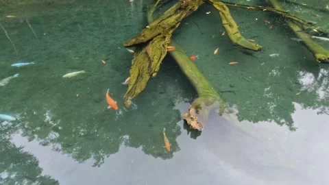 Timelapse of goldfish being caught in the clear lake water Video stock 307409825