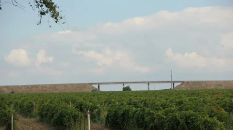Timelapse grape field Vídeo Stock 38523717