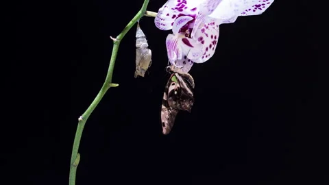 Timelapse of Graphium Agamemnon Butterfly Emerging from Chrysalis on Black Stock Footage 309395105