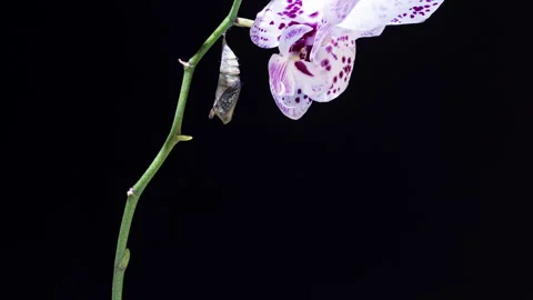Timelapse of Graphium Agamemnon Butterfly Emerging from Chrysalis on Black Stock Footage 309520928