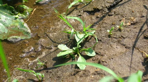 Timelapse of grass and drying water on the soil Video stock 921439