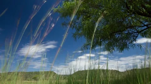 Timelapse with grass, clouds and a blue sky Stock Footage 151839508