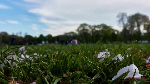 Timelapse of Grass on the Medows in Edinburgh Stock Footage 77486291