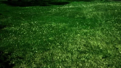 Timelapse grass shadows Video stock 11606698