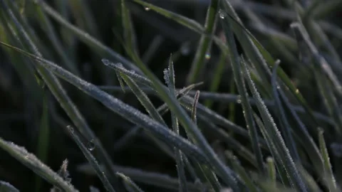 Timelapse of grass thawing in the sun Stock Footage 171269767
