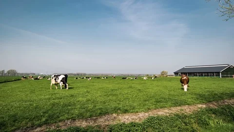 Timelapse: Grazing Cows Stock Footage