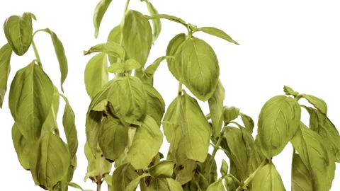 Timelapse, green and dried basil leaves bloom and come to life, a withered plant Video stock 231107758