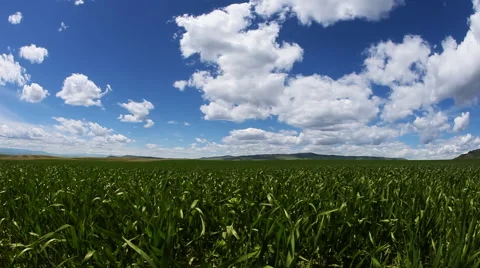 Timelapse Green Field and Blue sky Stock Footage 60792556
