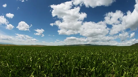 Timelapse Green Field and Blue sky Stock Footage 60792779
