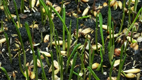 Timelapse of green grass growth close up Stock Footage 186748385