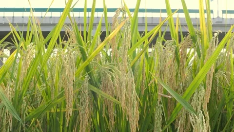 Timelapse green paddy on field at horizontal composition Stock Footage 287335311